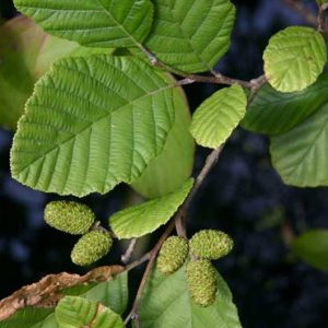 Alnus incana