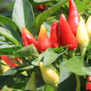 Paprika dolce