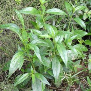 Chiretta verde