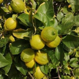 Limone