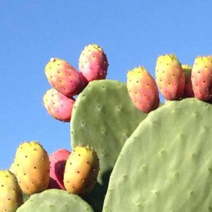 Fico d’India (Cactus)