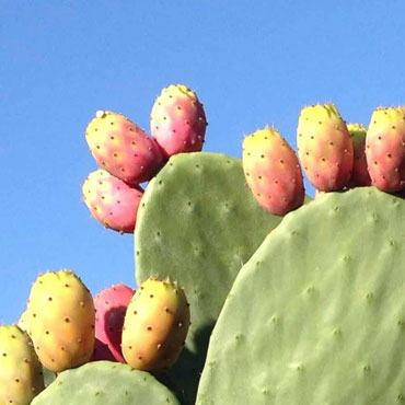 Fico d’India (Cactus)
