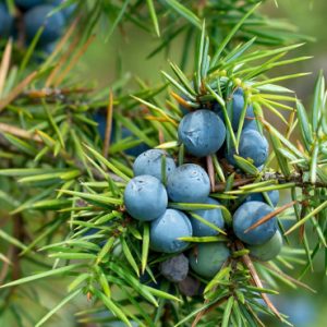 Juniperus communis