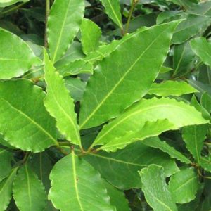 Laurus nobilis