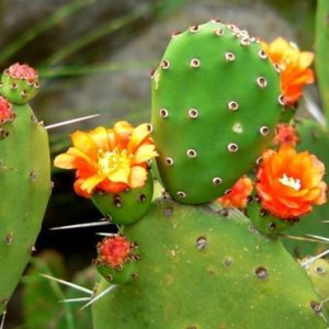 Opuntia ficus-indica