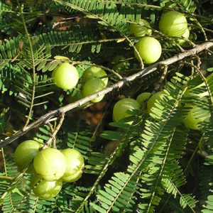 Emblica – Amla