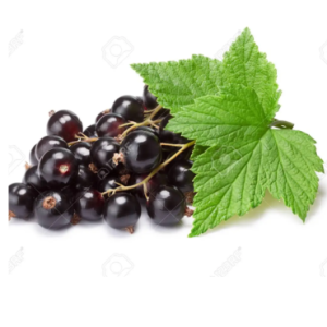 Ribes nero foglie