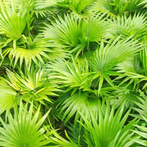 Serenoa serrulata