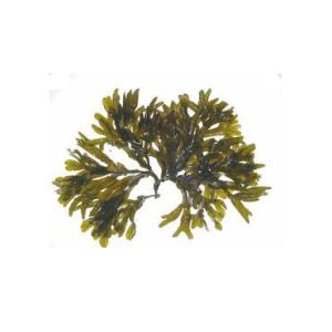 Fucus tallo