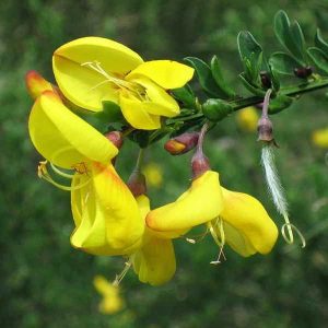 Scotch Broom